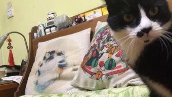 吃瓜娱乐酱抱枕猫,吃瓜娱乐酱带你领略萌宠魅力  第3张 吃瓜娱乐酱抱枕猫,吃瓜娱乐酱带你领略萌宠魅力  第3张